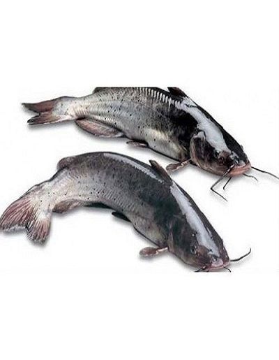 Shingada / Singara Fish (शिंगाडा) Fresh Water Cat Fish - Freshprotino